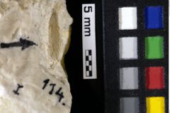 Foto (Detailansicht) von Decapoda indet. (NHMW-GEO-1990-0041-0114)